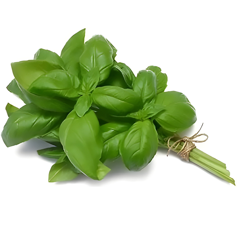 BASIL- FRESH